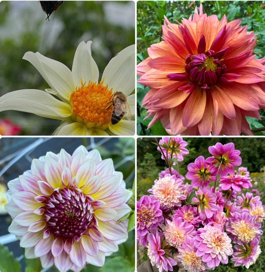 1 “Galactic Gals” Dahlia Tuber Runt Bundle