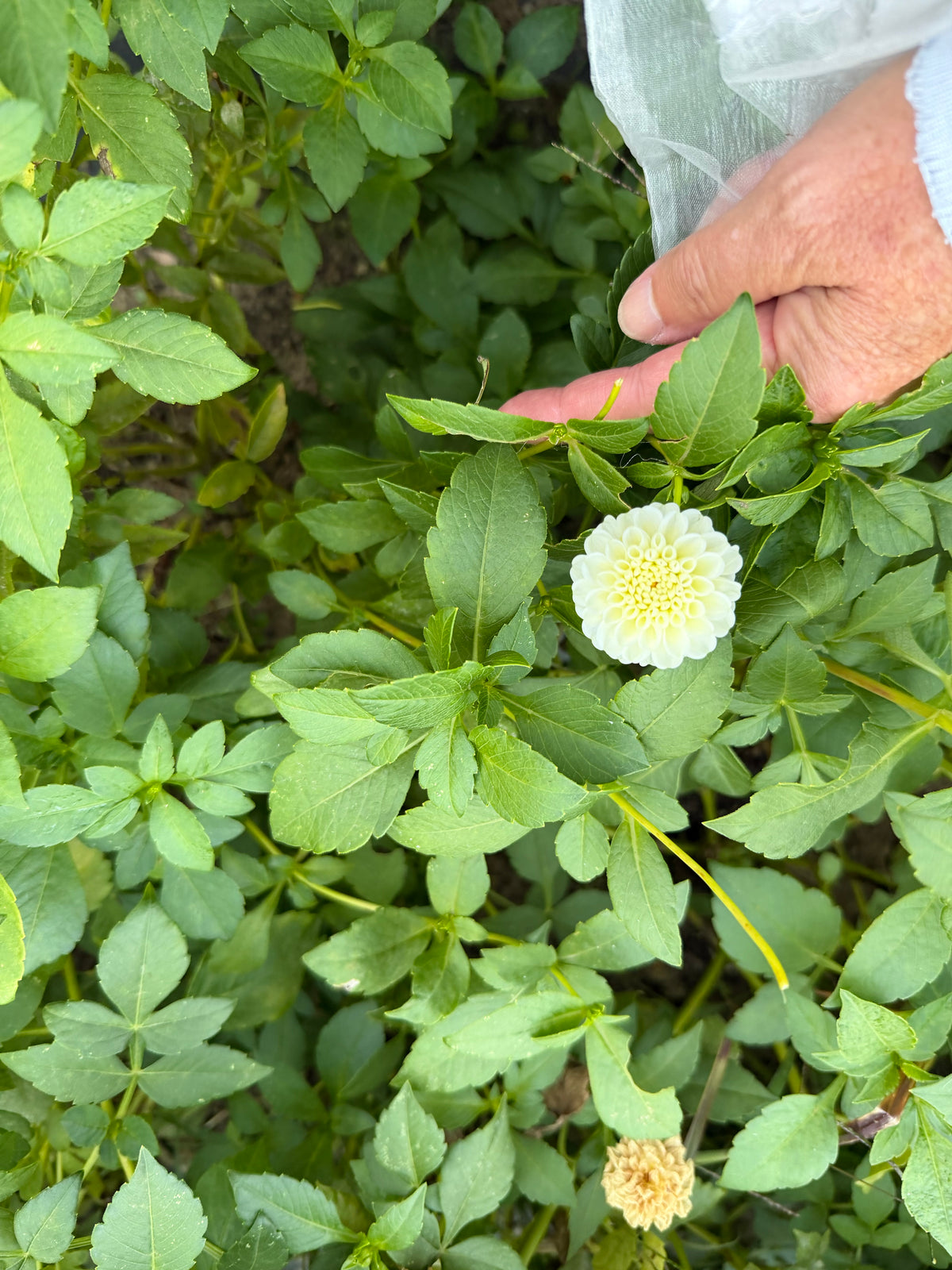 Small World Dahlia Tuber