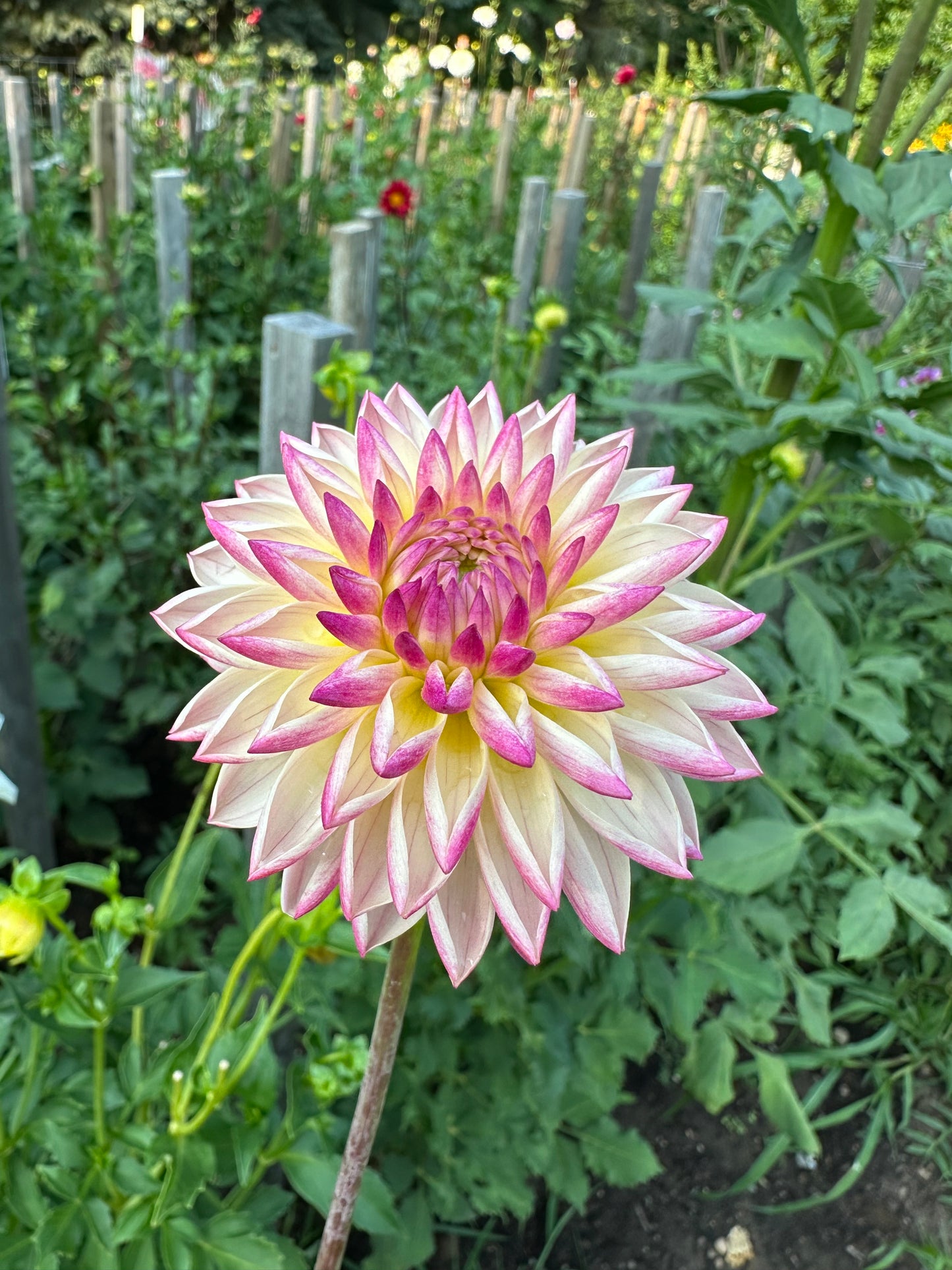 Valley Porcupine Dahlia Tuber
