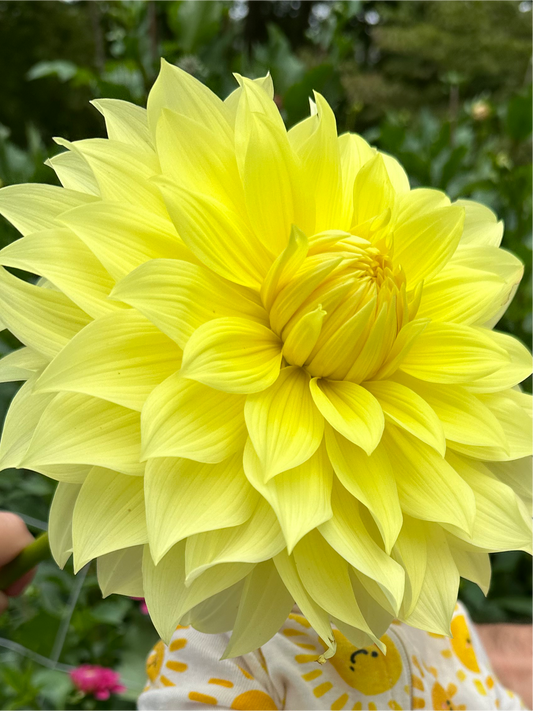 Kelvin Floodlight Dahlia Tuber