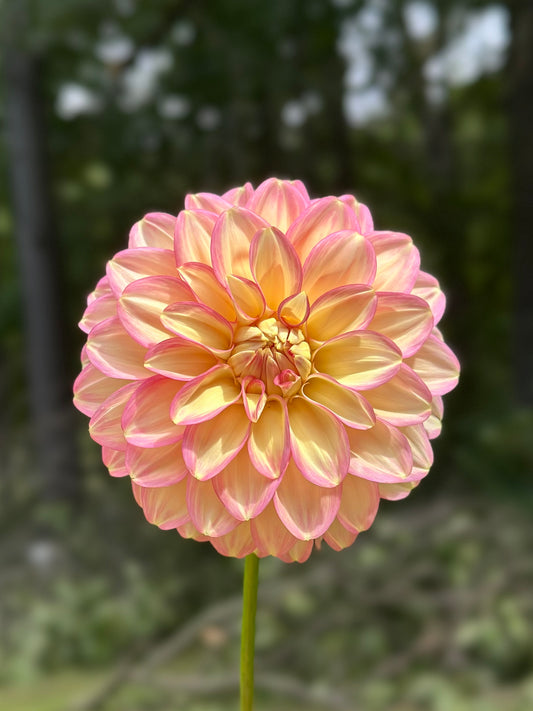 Hy Clown Dahlia Tuber