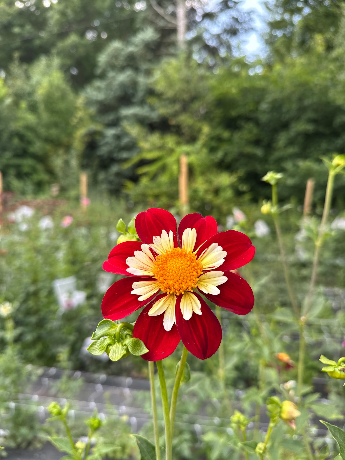 Moray Apache Dahlia Tuber