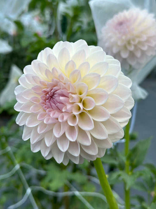 Tahoma Stellar Feller Dahlia Tuber