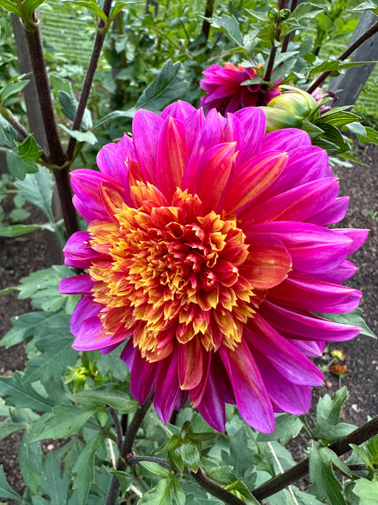 Wannabee Dahlia Tuber