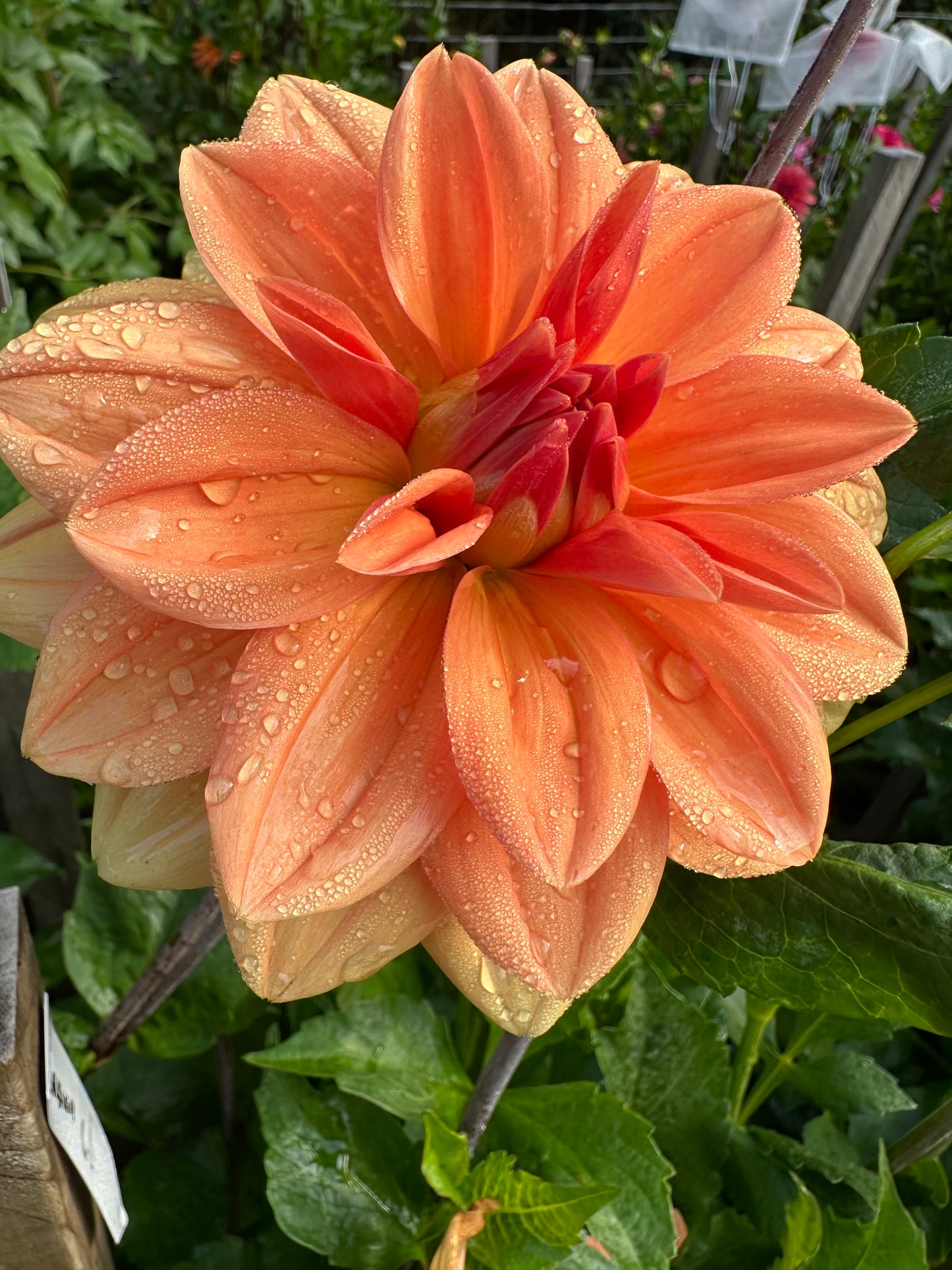 Koppertone Dahlia Tuber