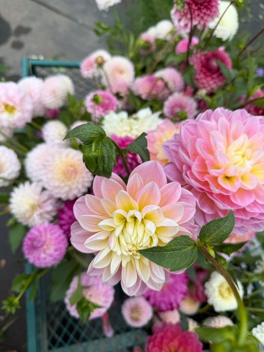 Olivia Pink Wrap Bouquet: 9/28/26 Pickup