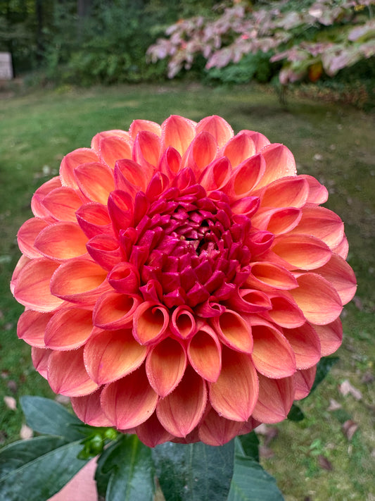 Robinhood Dahlia Tuber