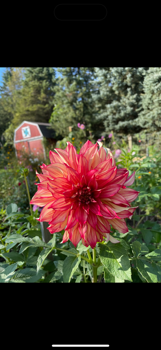 Lady Darlene Dahlia Tuber