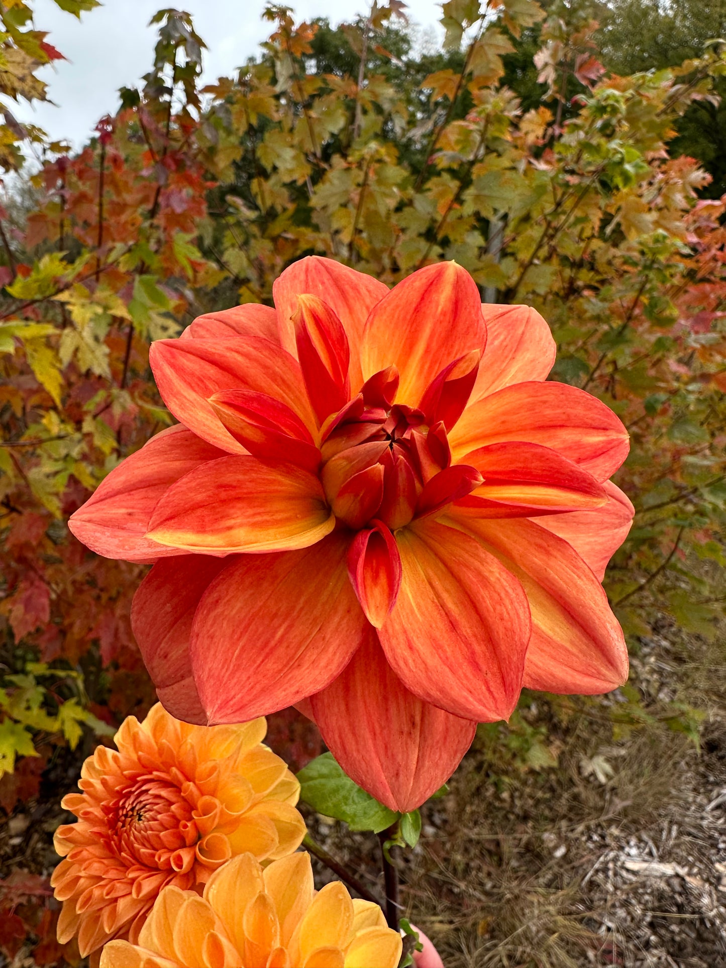 Koppertone Dahlia Tuber