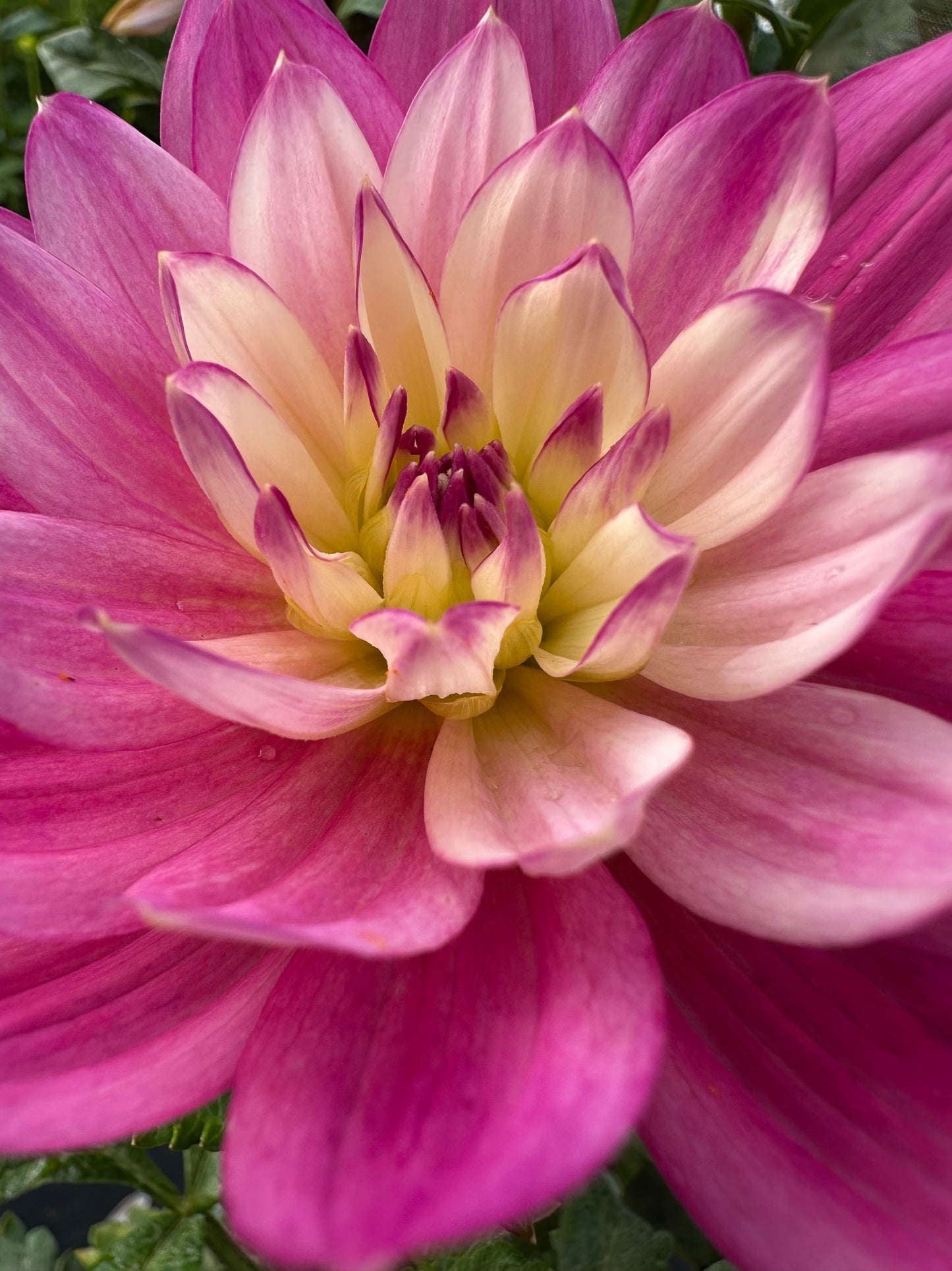 Hollyhill Pink Martini Dahlia Tuber