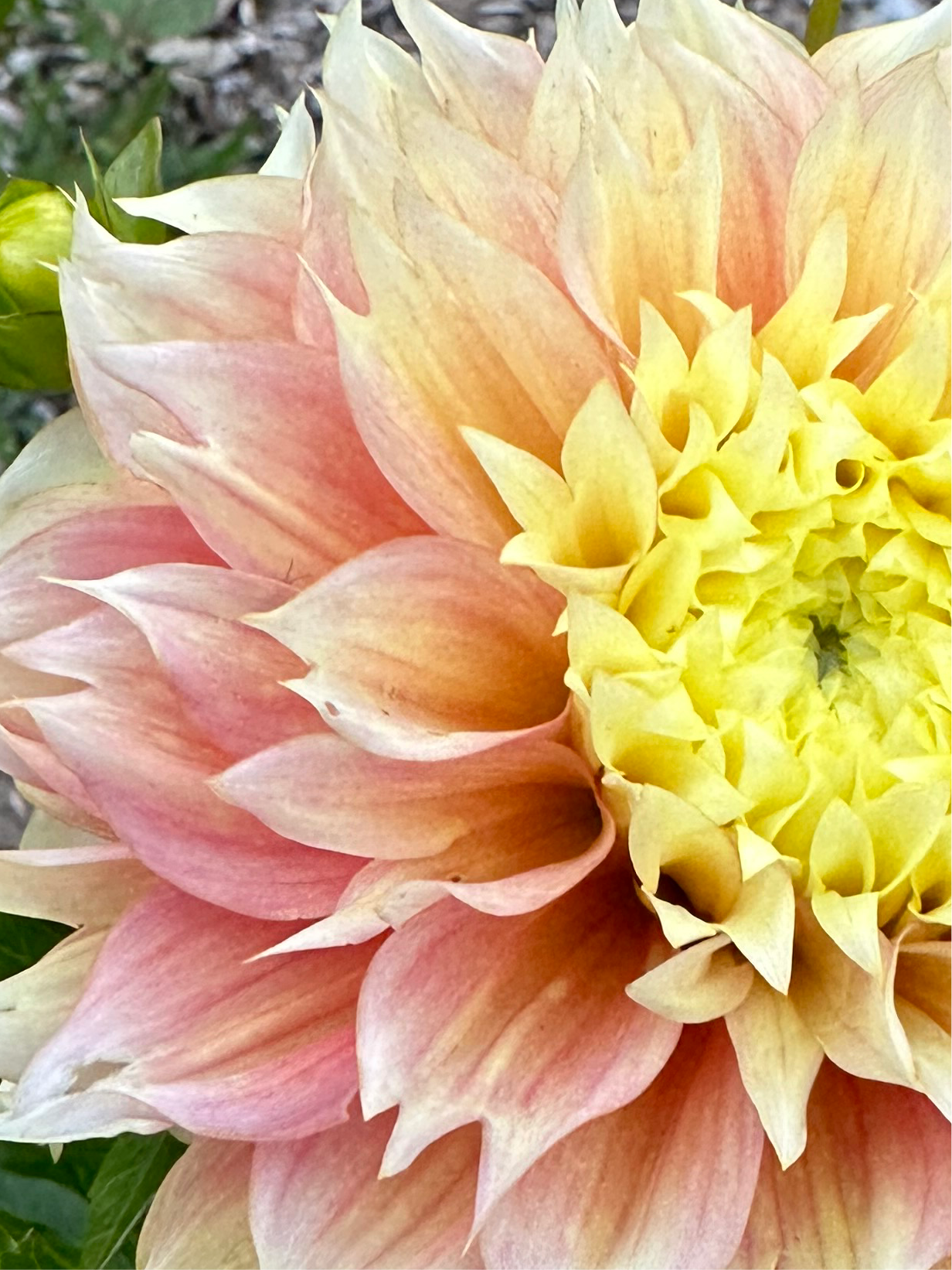 Kogane Fubuki Dahlia Tuber