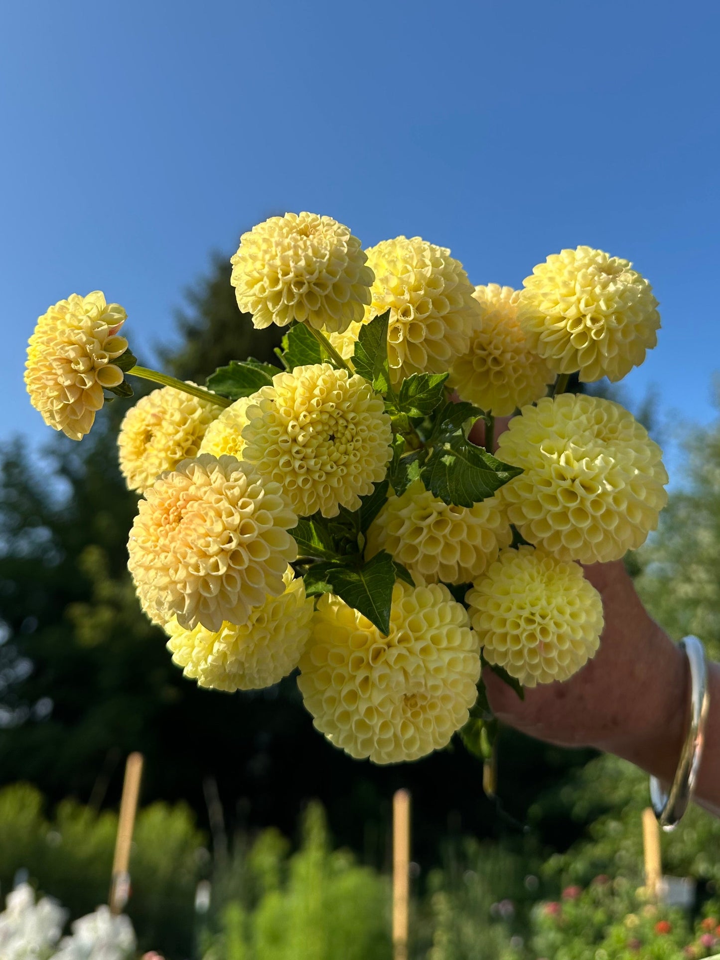 Little Scottie Dahlia Tuber