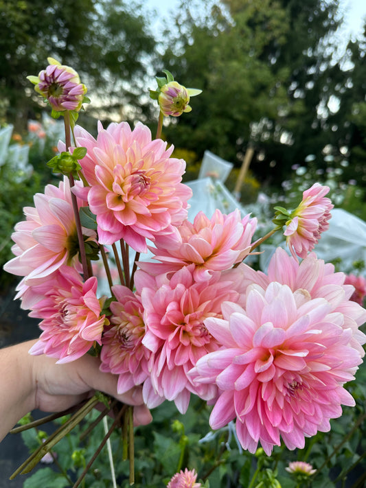 Gerrie Hoek Dahlia Tuber