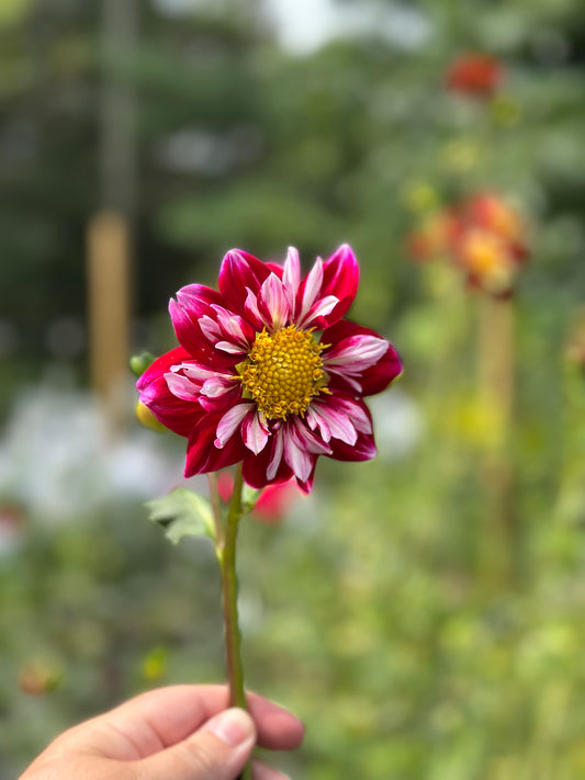 Double Trouble Dahlia Tuber