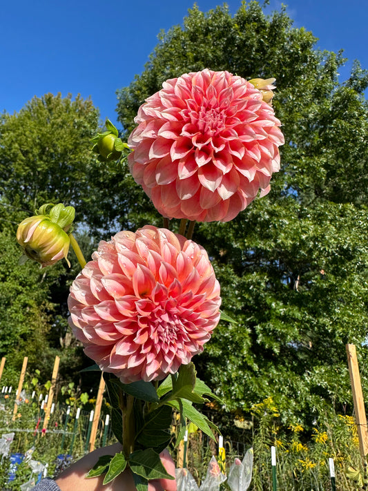 Peaches-N-Cream Dahlia Tuber