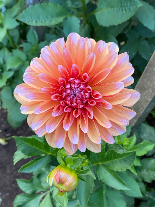 RobAnn Creamsicle Dahlia Tuber