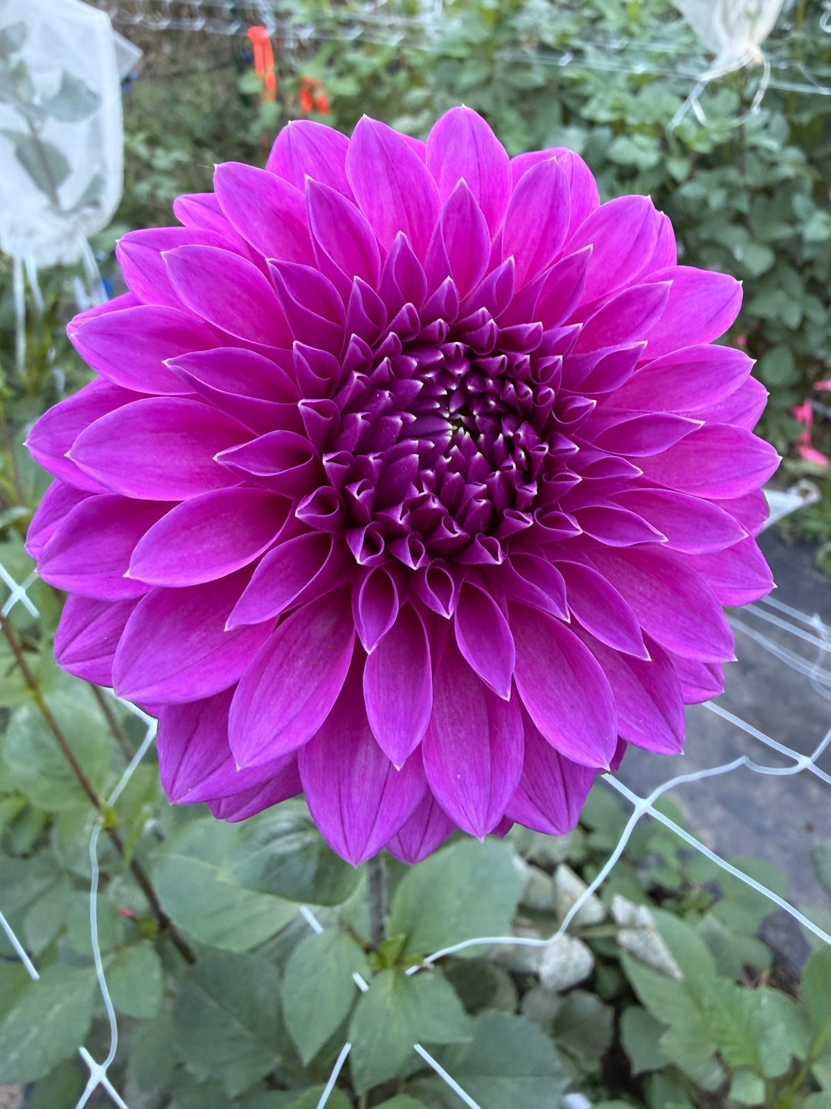 Bloomquist Ruby Dahlia Tuber