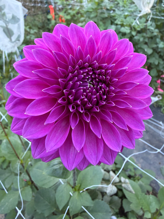 Bloomquist Ruby Dahlia Tuber
