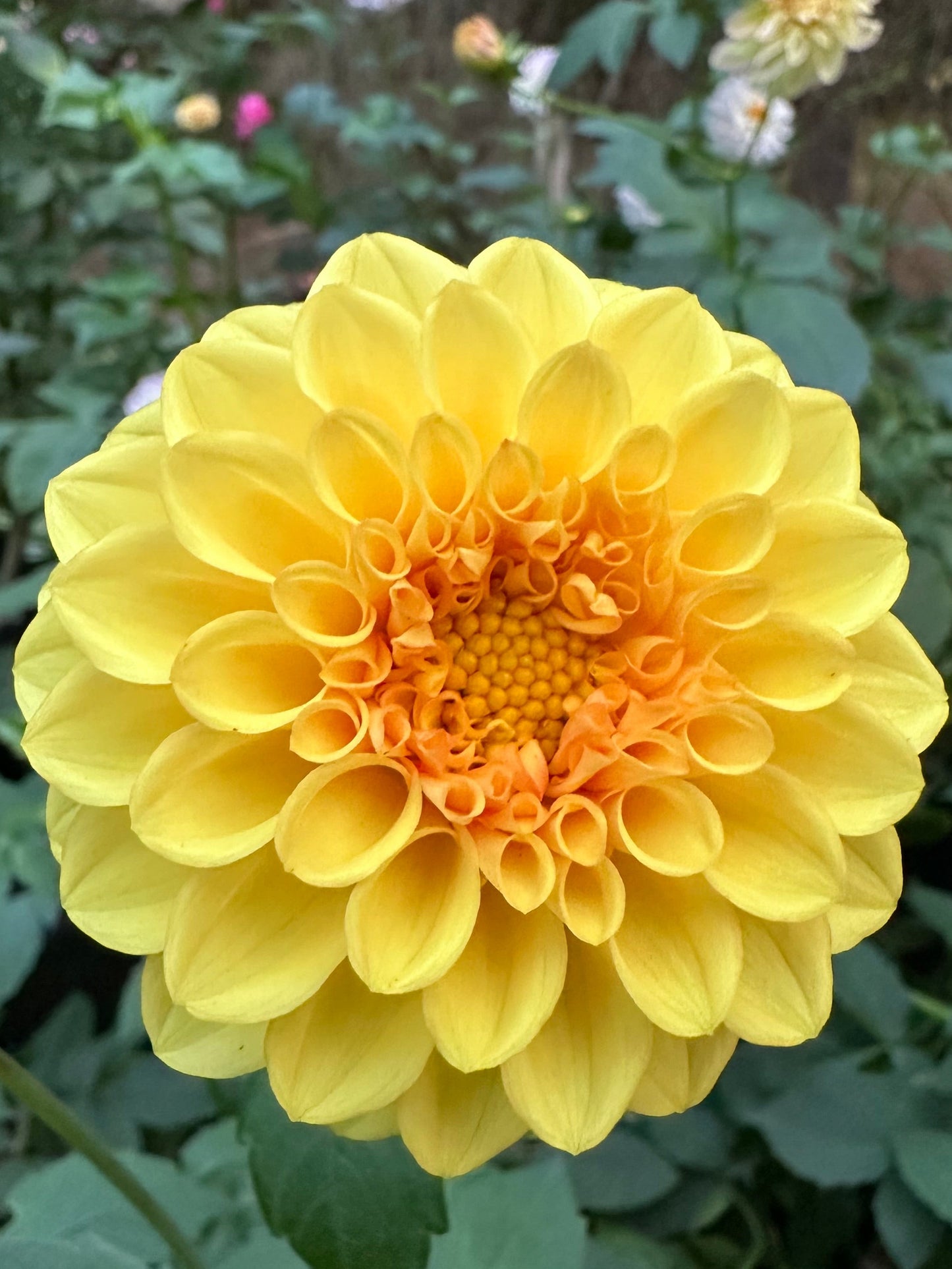 Golden Scepter Dahlia Tuber