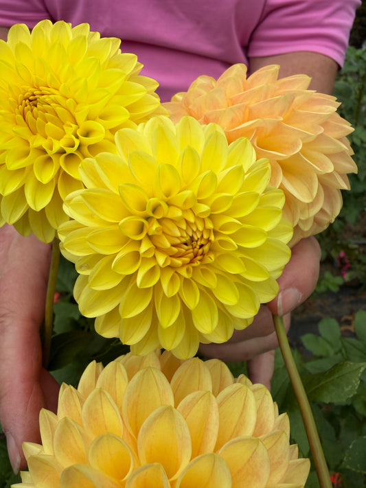 Darcy Dahlia Tuber