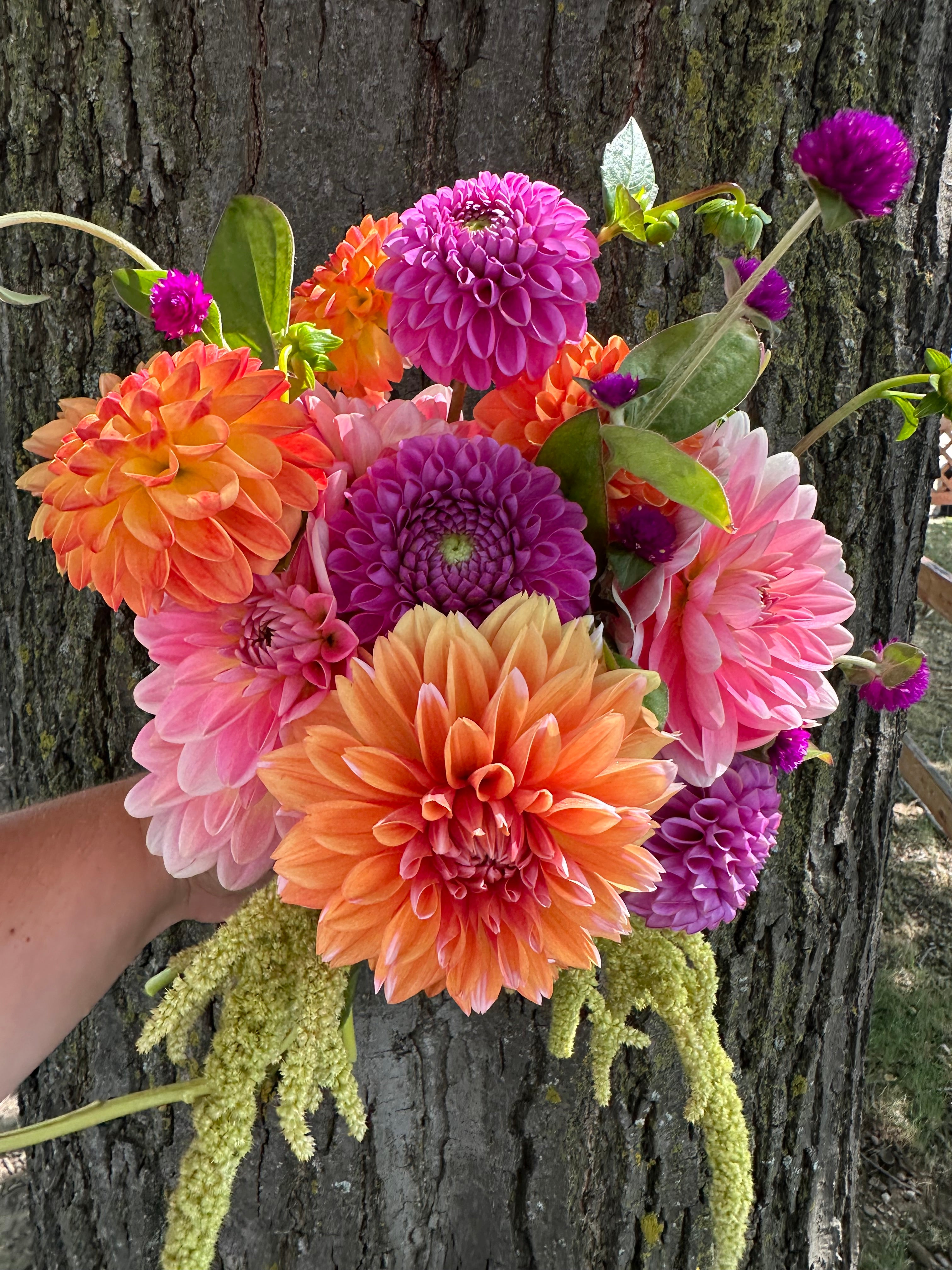 2026 Dahlia Bouquet Subscriptions (AUGUST/SEPTEMBER) – Wren's Stems
