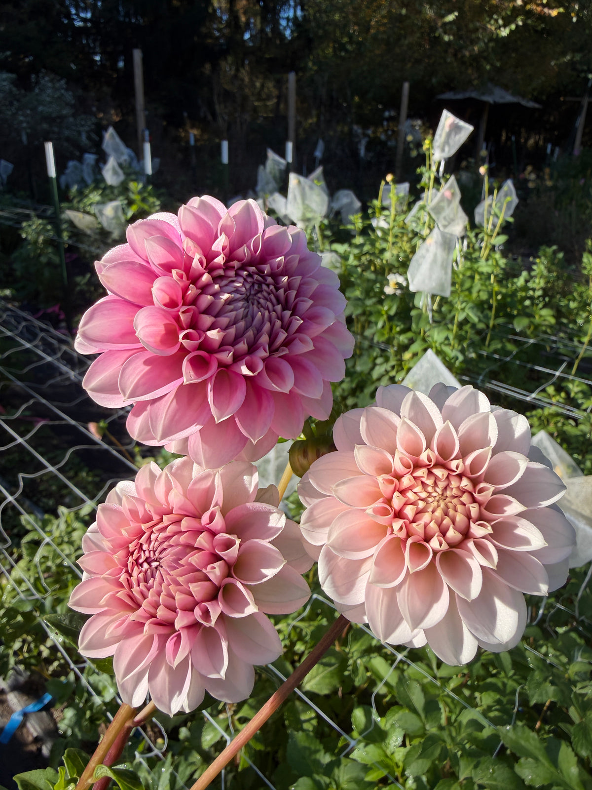 Levi's Confessor Dahlia Tuber