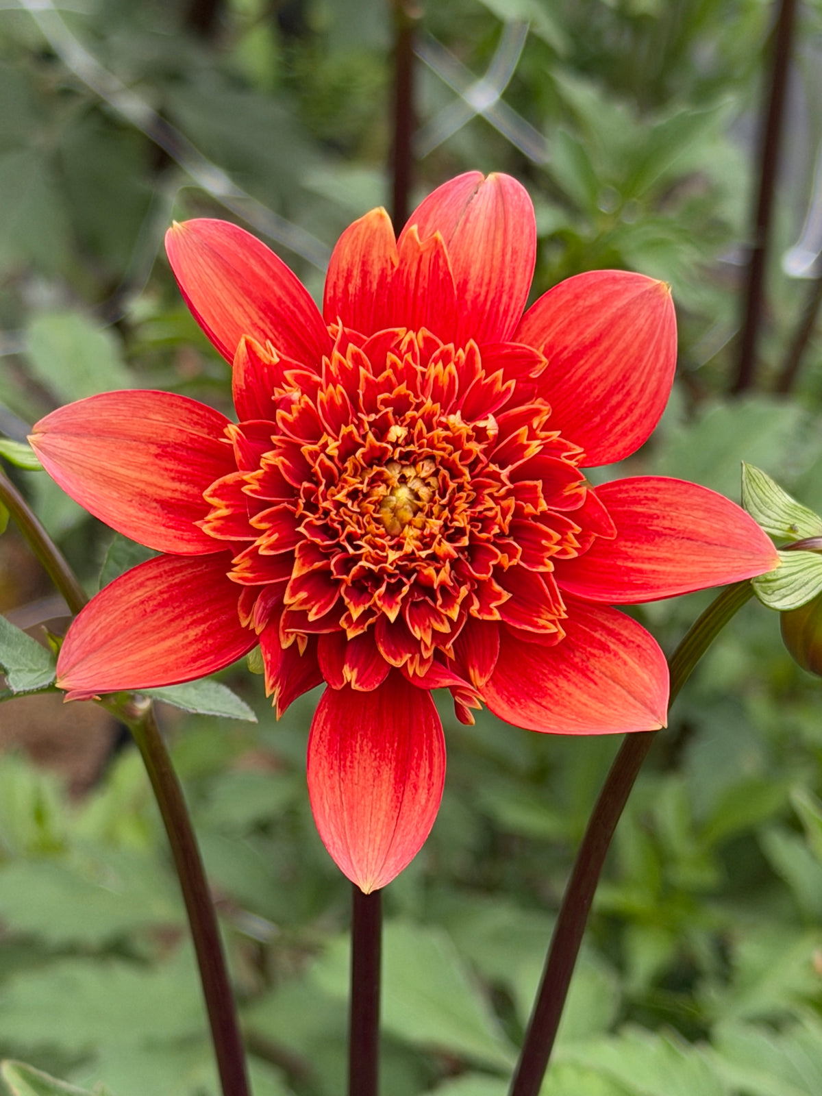 Josie Dahlia Tuber