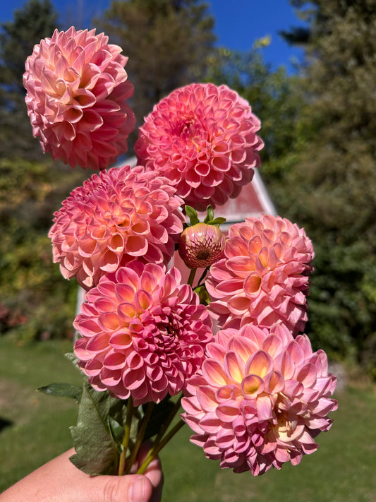 Clearview Peachy Dahlia Tuber