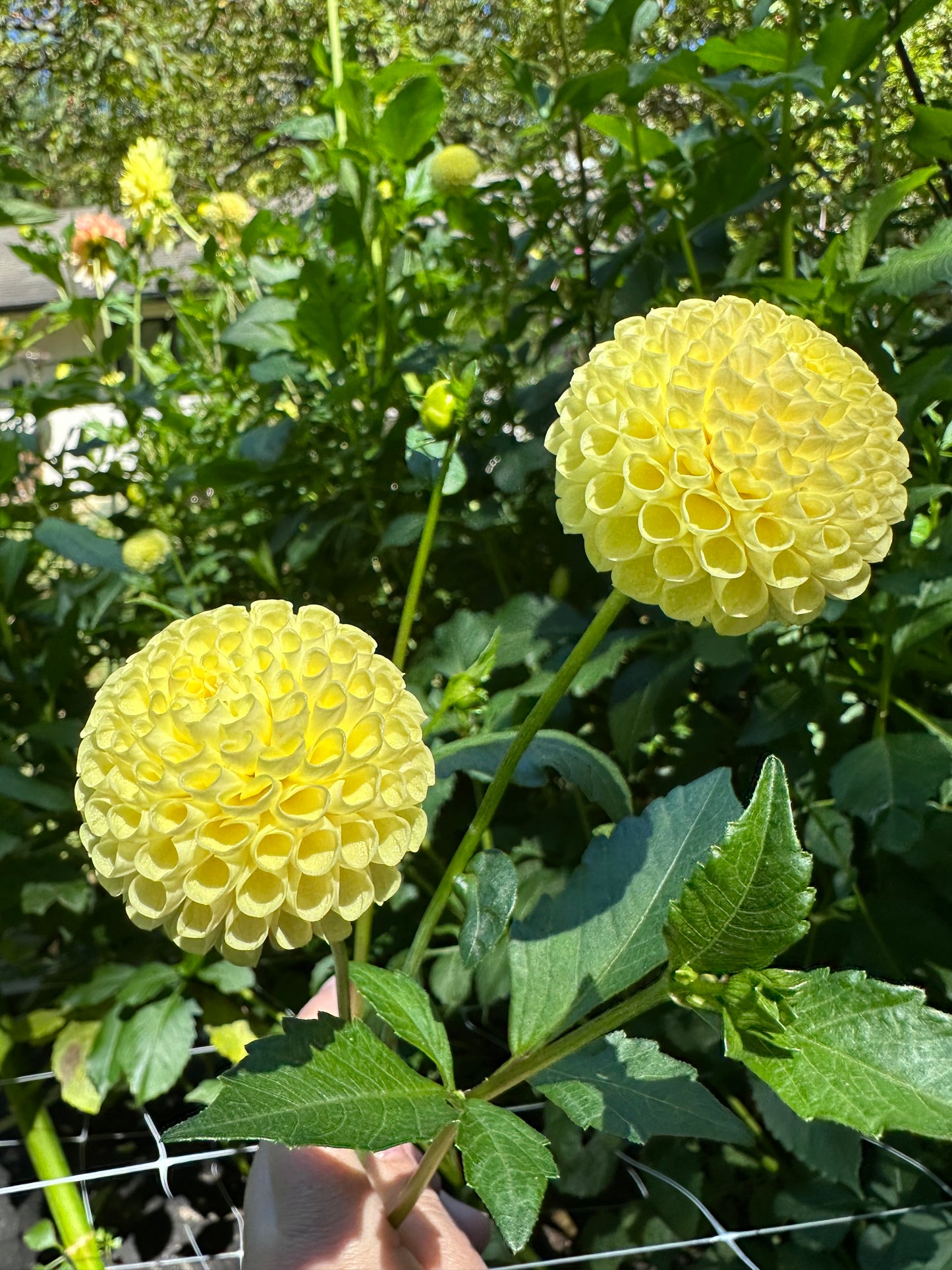 Little Scottie Dahlia Tuber