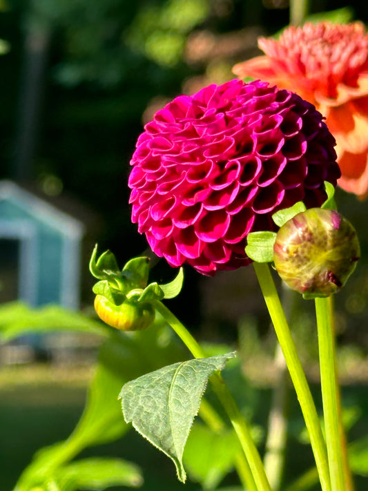 Rocco Dahlia Tuber
