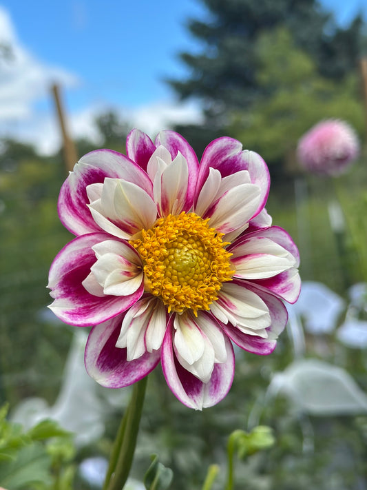 Bumble Rumble Dahlia Tuber