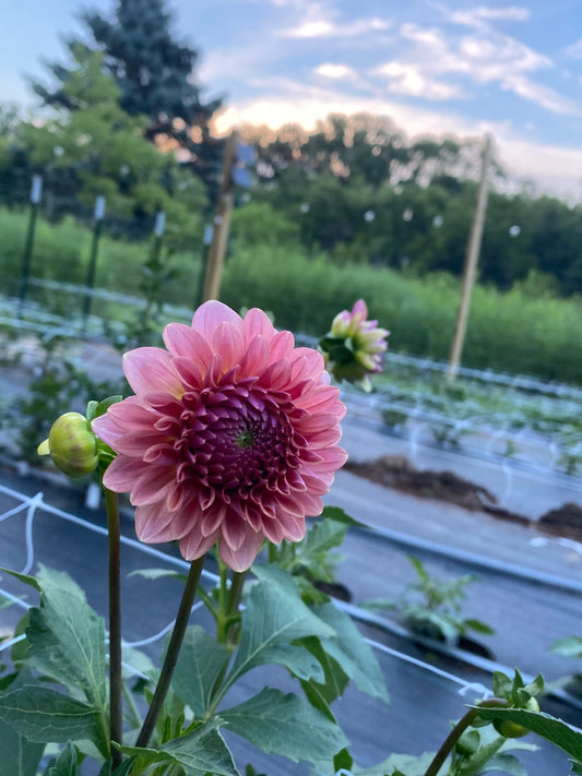 Levi's Blue Smoke Dahlia Tuber (Spring 2026, Limit One)