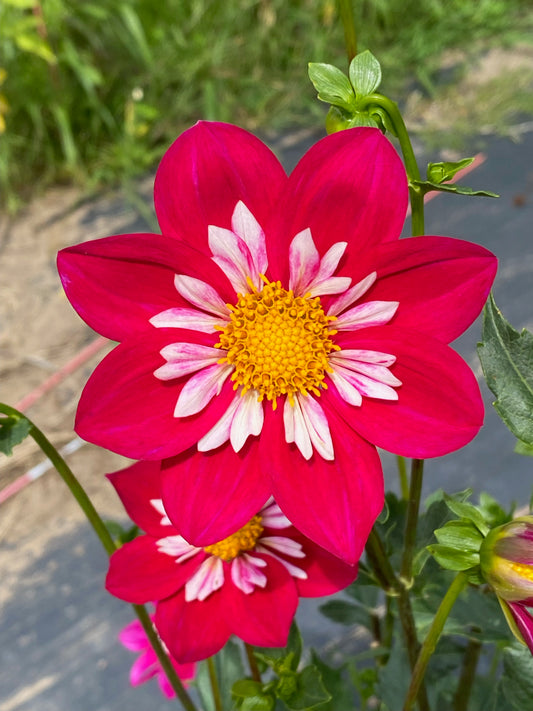 Sean C Dahlia Tuber