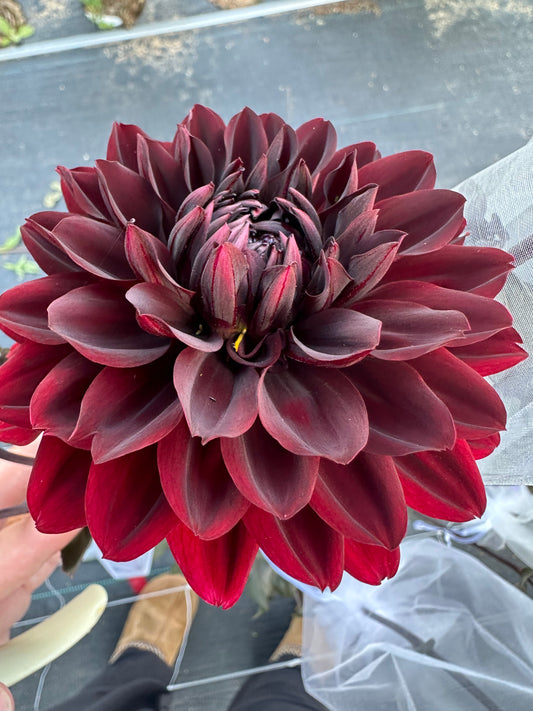 Karma Choc Dahlia Tuber