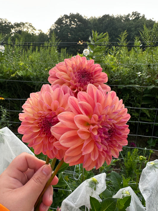 Ferncliff Copper Dahlia Tuber
