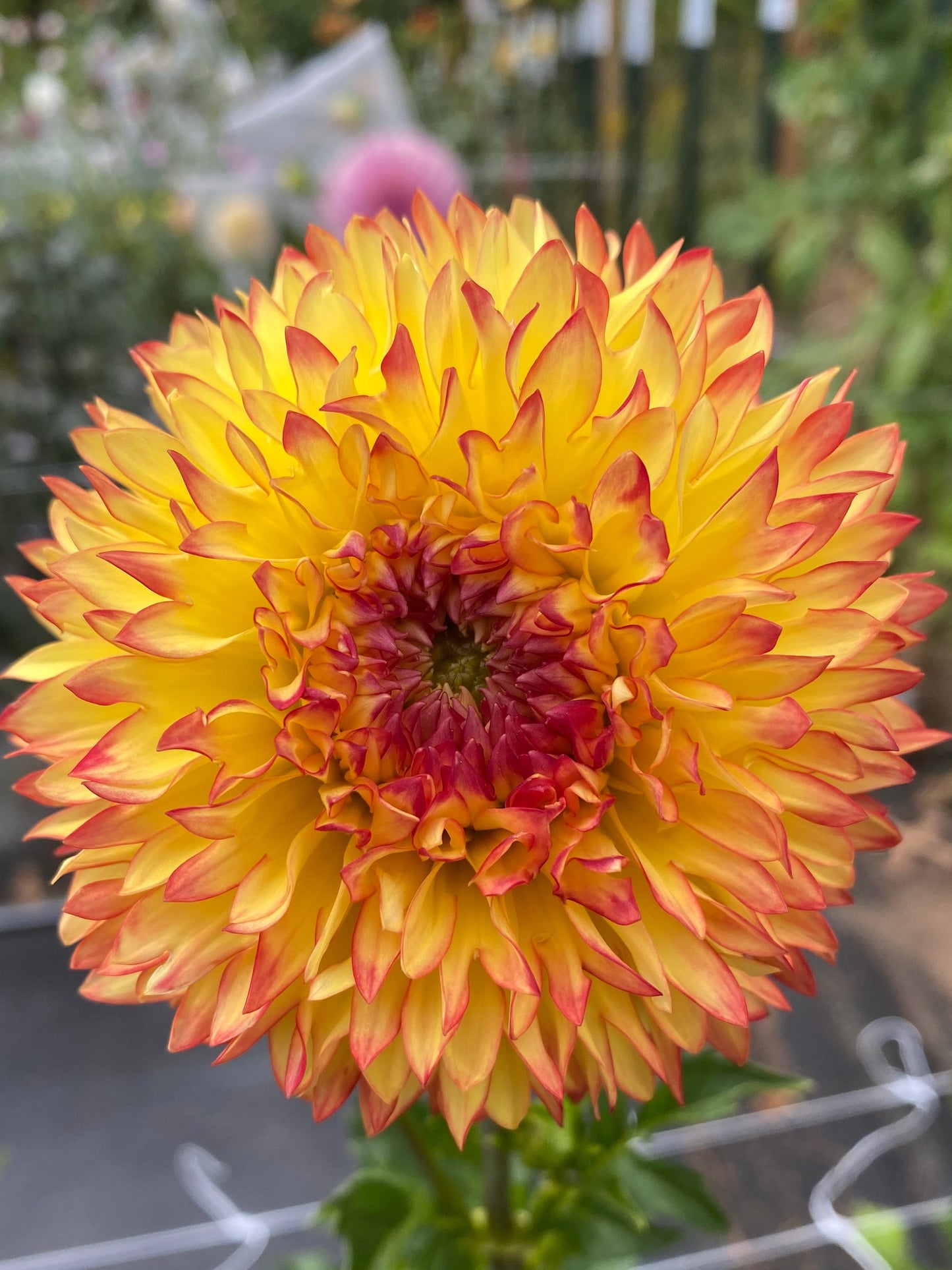 Bloomquist Georgia C Dahlia Tuber
