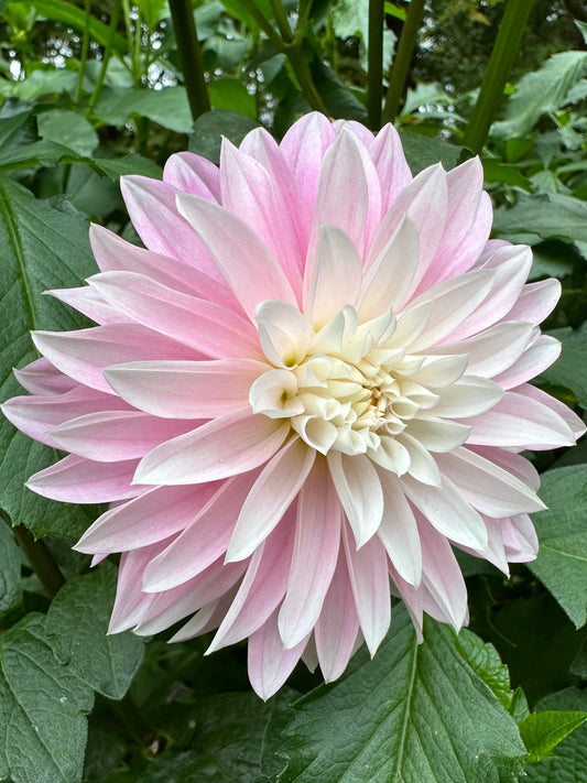 Alloway Candy Dahlia Tuber