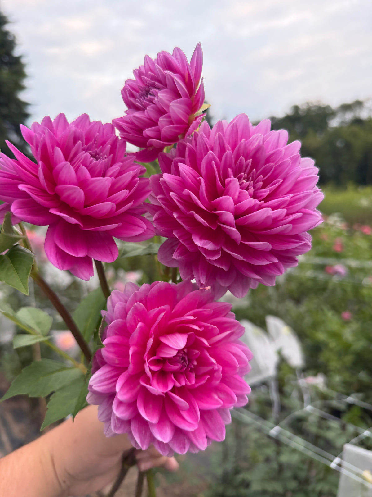 Hollyhill Sweet 16 Dahlia Tuber