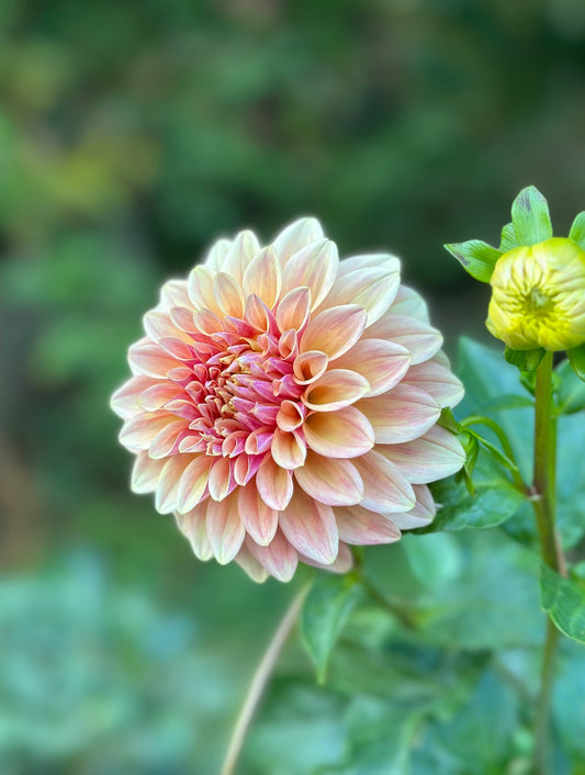 Miss Amara Dahlia Tuber