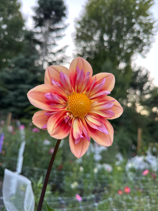 Orange Hype Dahlia Tuber (Spring 2026, Limit 1)