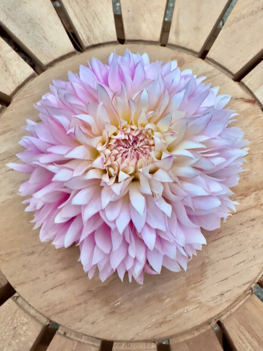 Hollyhill Pinkie Dahlia Tuber