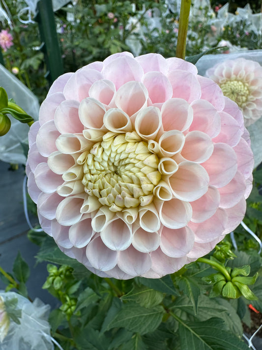 20th Ave Memory Dahlia Tuber