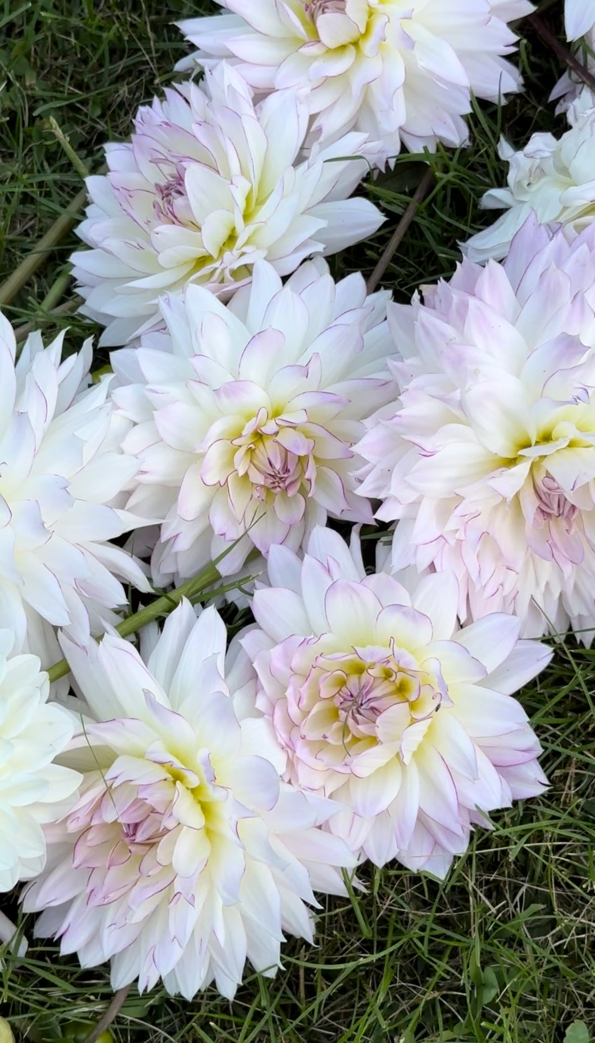 Crazy Love Dahlia Tuber