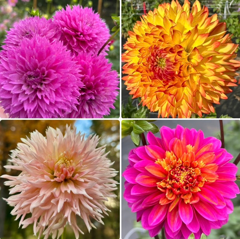 A “Party Blooms Bundle” 5-Pack