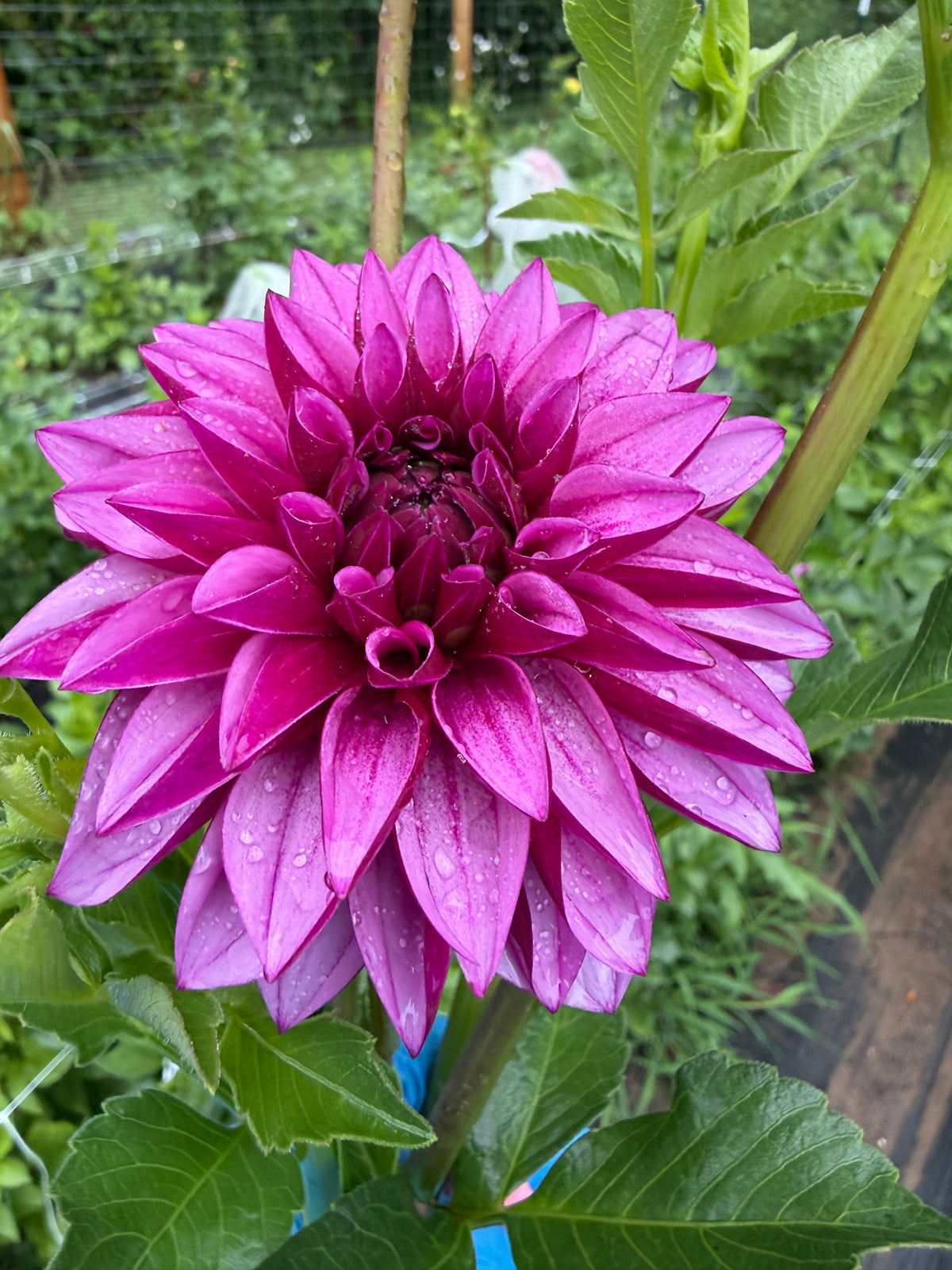 Versa Dahlia Tuber