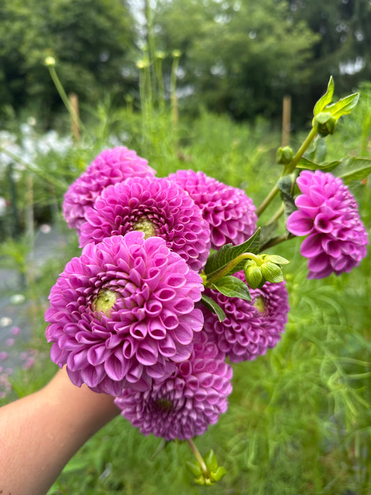 Isabel Dahlia Tuber