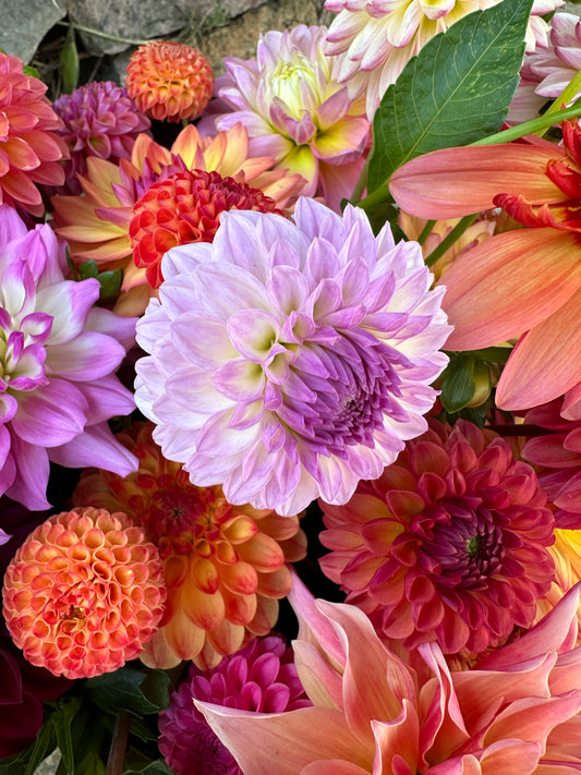 Bistro Dahlia Tuber