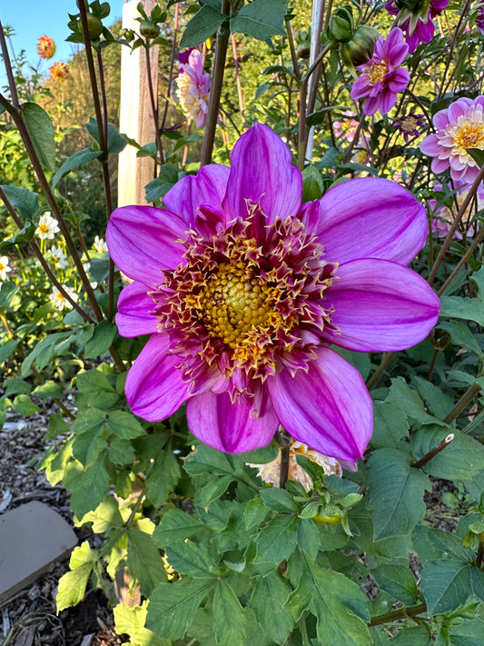 Dad’s Favorite Dahlia Tuber