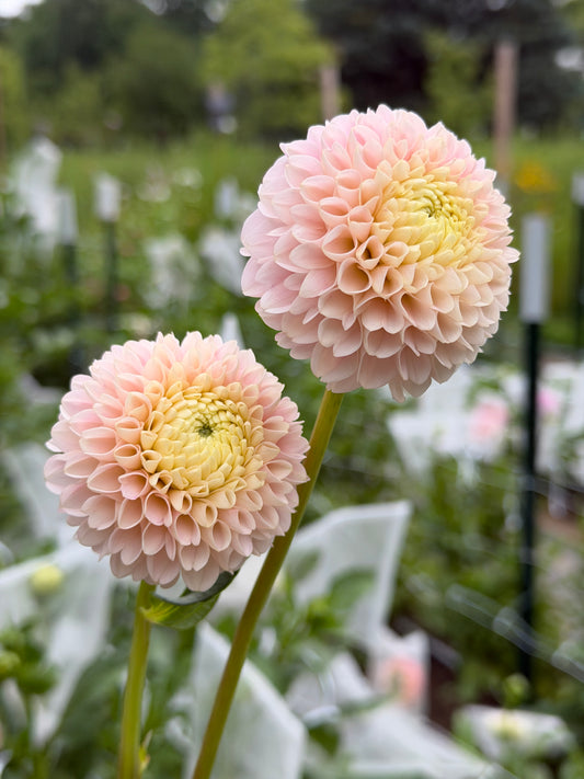 Hollyhill Pollyanna Dahlia Tuber