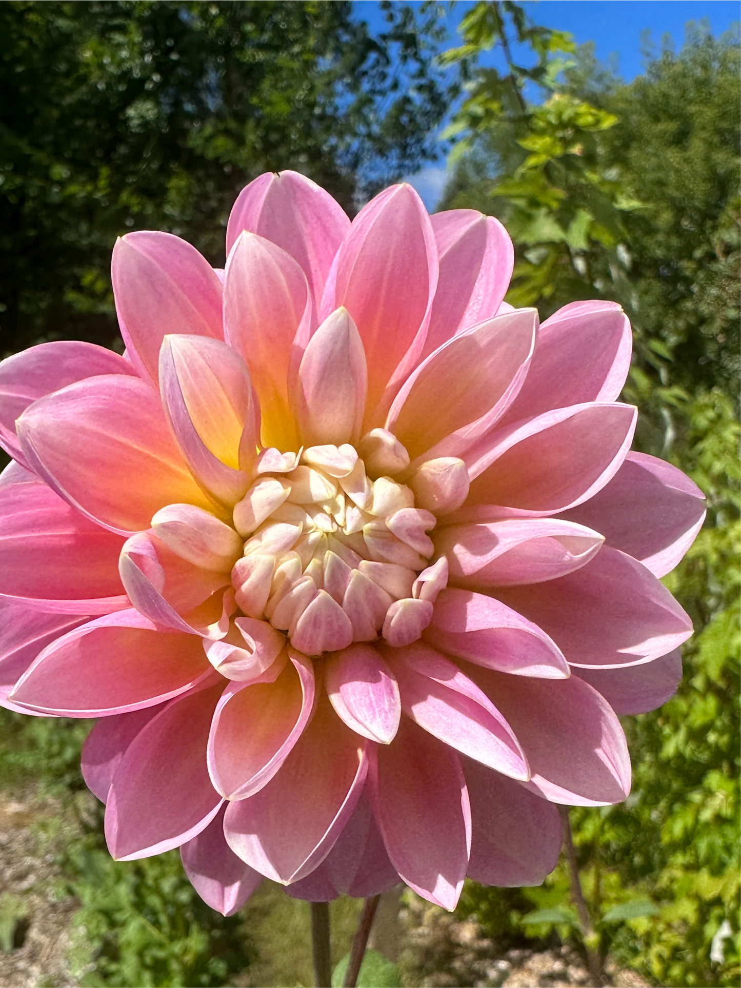 Gabbie’s Wish Dahlia Tuber